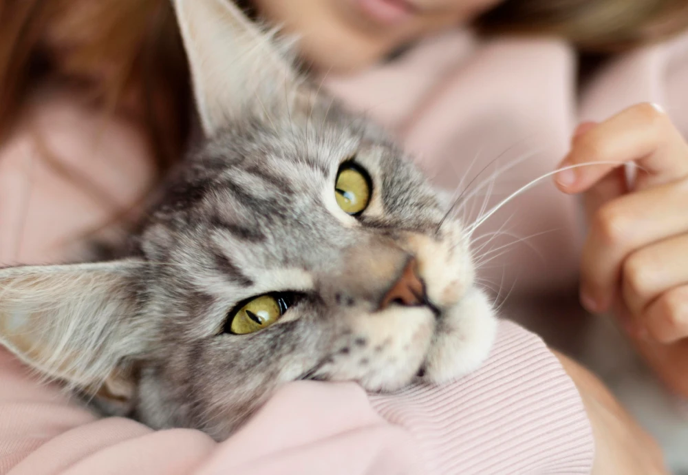 best indoor camera to watch pets